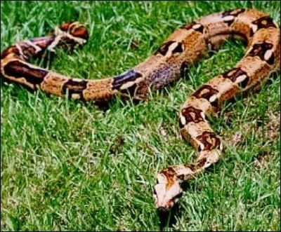 Quel est l'animal ci-dessus ?