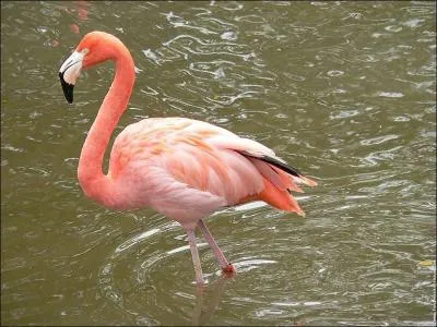 Quel est l'animal ci-dessus ?