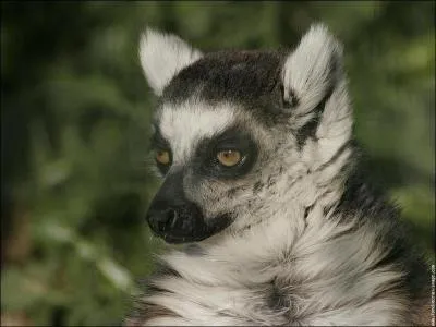 Quel est l'animal ci-dessus ?