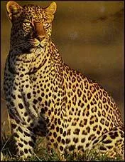 Quel est l'animal ci-dessus ?