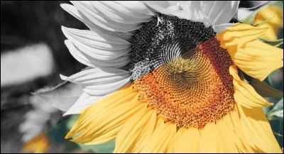 Parmi ces deux personnes, laquelle n'est pas danseuse ?