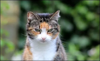 Quel est ton caractère ?