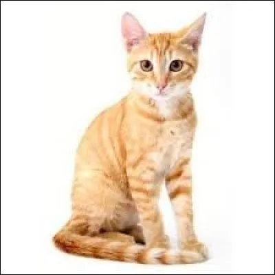 Si tu pouvais choisir un poste, ce serait...