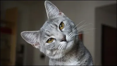 Préfères-tu les chats mâles où femelles ?