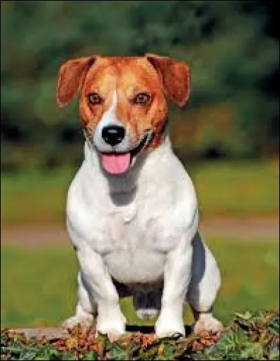 Quelle est cette race de chien ?