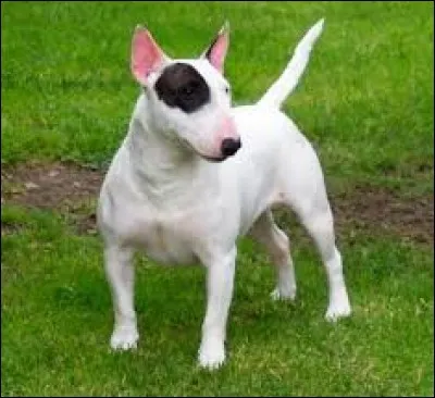 Quelle est cette race ?