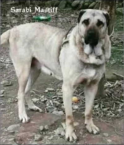 Quelle est cette race ?