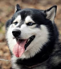 Quiz Chiens