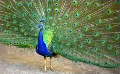 Quel est ce magnifique oiseau ?