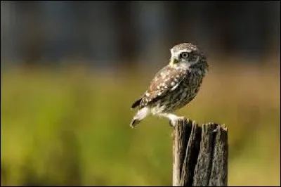 Quel est cet oiseau ?