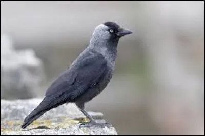 Quelle est cette race d'oiseaux ?