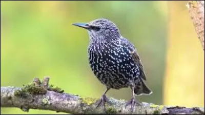 Quelle est cette race d'oiseaux ?