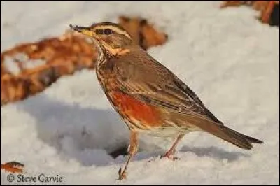 Quelle est cette race d'oiseaux ?