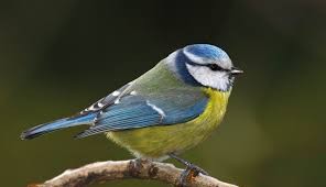 Quiz Oiseaux