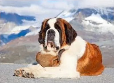 Quelle est la race de ce grand chien de montagne ?