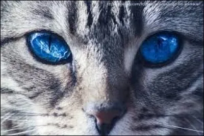 Quelle série littéraire écrite par Erin Hunter compte de nombreux quiz sur Quizz.biz ?