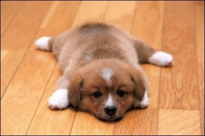 Hello ! Comment me trouves-tu ?