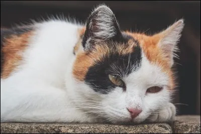 Quel nom pr&eacute;f&egrave;res-tu pour un apprenti ?