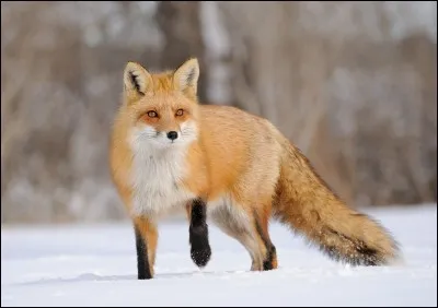 Quel animal t'attire le plus pour Halloween ?