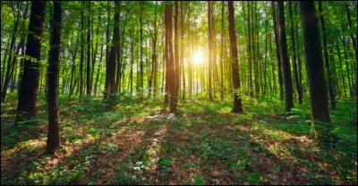 Tu voudrais vivre près...