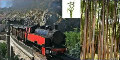 Lettre « T » comme « Train » !
Etes-vous en vacances dans le Gard ? Désirez-vous acheter des « paraldons » ? Si oui, vous pourriez allier ce petit plaisir gustatif avec une belle promenade dans ce département ! En plus, vous pourrez faire une balade dans un jardin exotique.