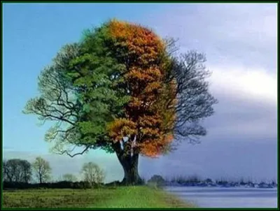 Quelles couleurs remarques-tu en premier dans cette image ?