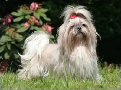 La septième race est...