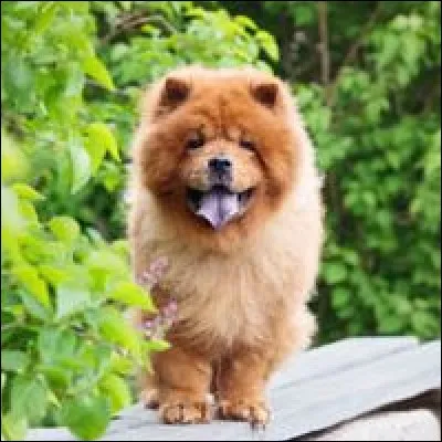 La neuvième race est...