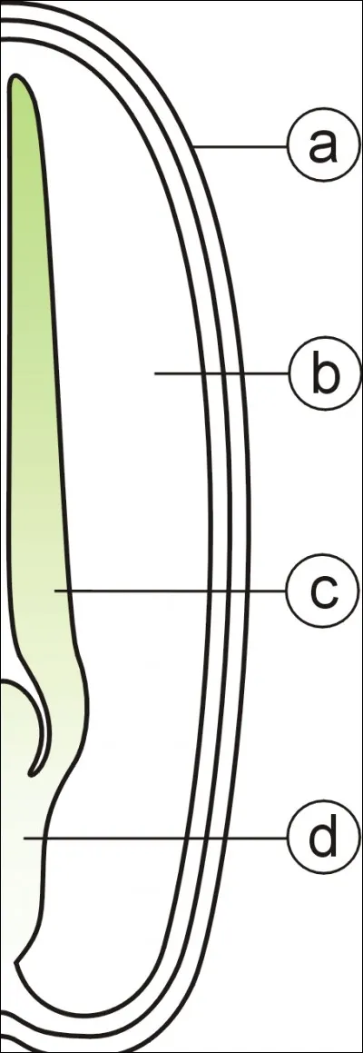 Alibi dodo, c'est la...