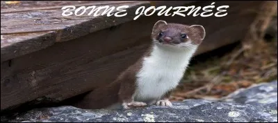 La belette vit-elle en société ?