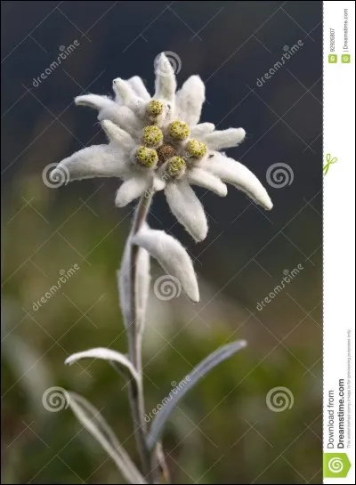 Parmi ces noms, lequel ne désigne pas l'edelweiss ?