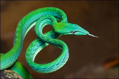 Quel star s'est fait mordre par un serpent durant le tournage d'un de ses clips ?