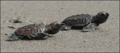 Cette tortue peut nager jusqu'à 30 km/h.