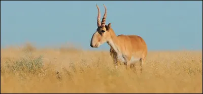 Comment s'appelle cet animal ?