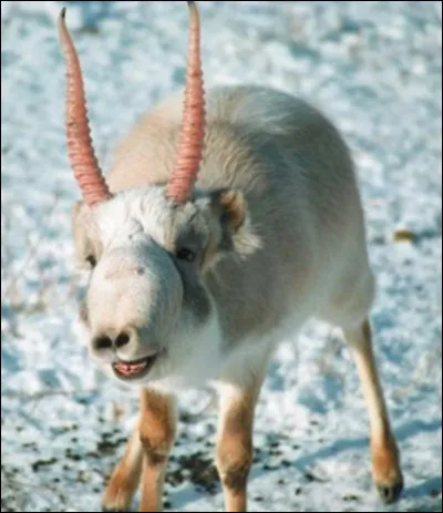 Cet animal n'aime pas l'hiver.