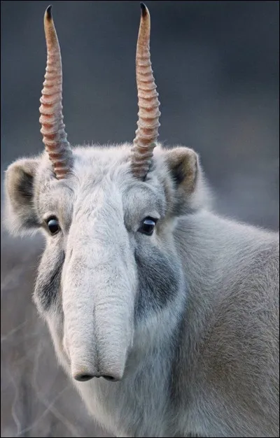 Les mâles de cette espèce ont une femelle.