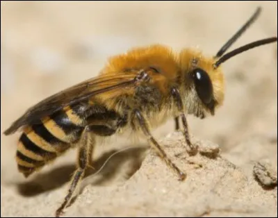 Comment s'appelle cet animal ?