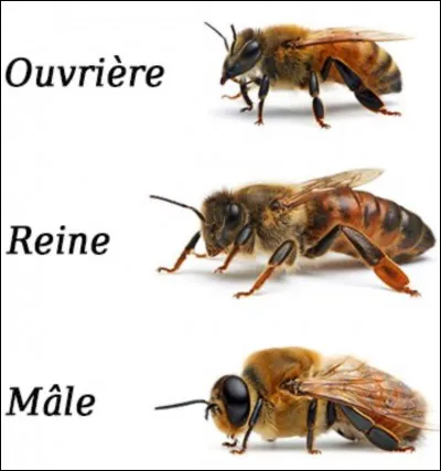 Quel est son nom scientifique ?