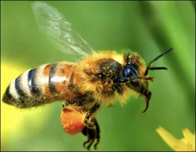 Combien de rôles existe-t-il dans la ruche, pour les abeilles ?