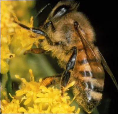 L'abeille ne pique qu'une fois dans sa vie.