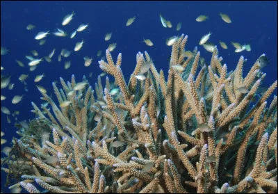 Comment s'appelle cet animal ?