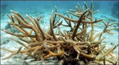 Quel est son nom scientifique ?