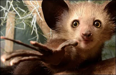 Comment s'appelle cet animal ?