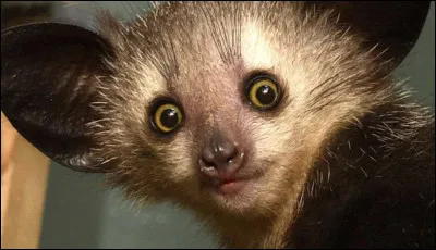 Ce petit mammifère est un animal nocturne.