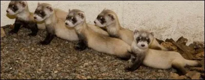 Quel est son nom scientifique ?