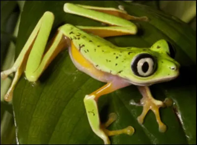 Comment s'appelle cet animal ?