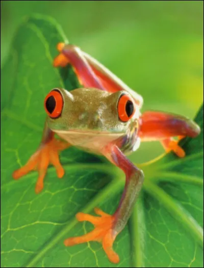 Quel est le son que cette grenouille répète pour attirer les femelles ?
