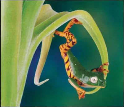 Quand cette grenouille saute-t-elle ?