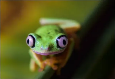 Cette grenouille ne change pas de couleur.