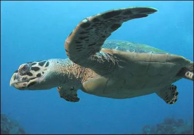 Comment s'appelle cet animal ?